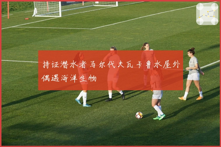 持证潜水者马尔代夫瓦卡鲁水屋外偶遇海洋生物